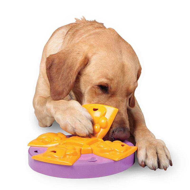 养狗新手入门必备知识,养狗知识大百科入门篇