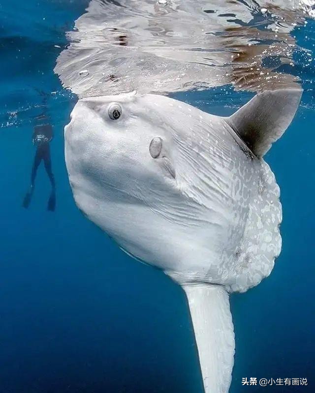 15张展示“巨物”的照片：只要活得足够久，一切都见怪不怪