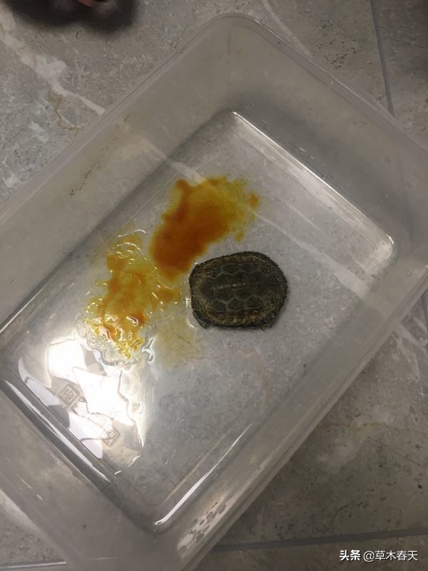 怎么治理乌龟腐皮,如何治乌龟腐皮不花钱