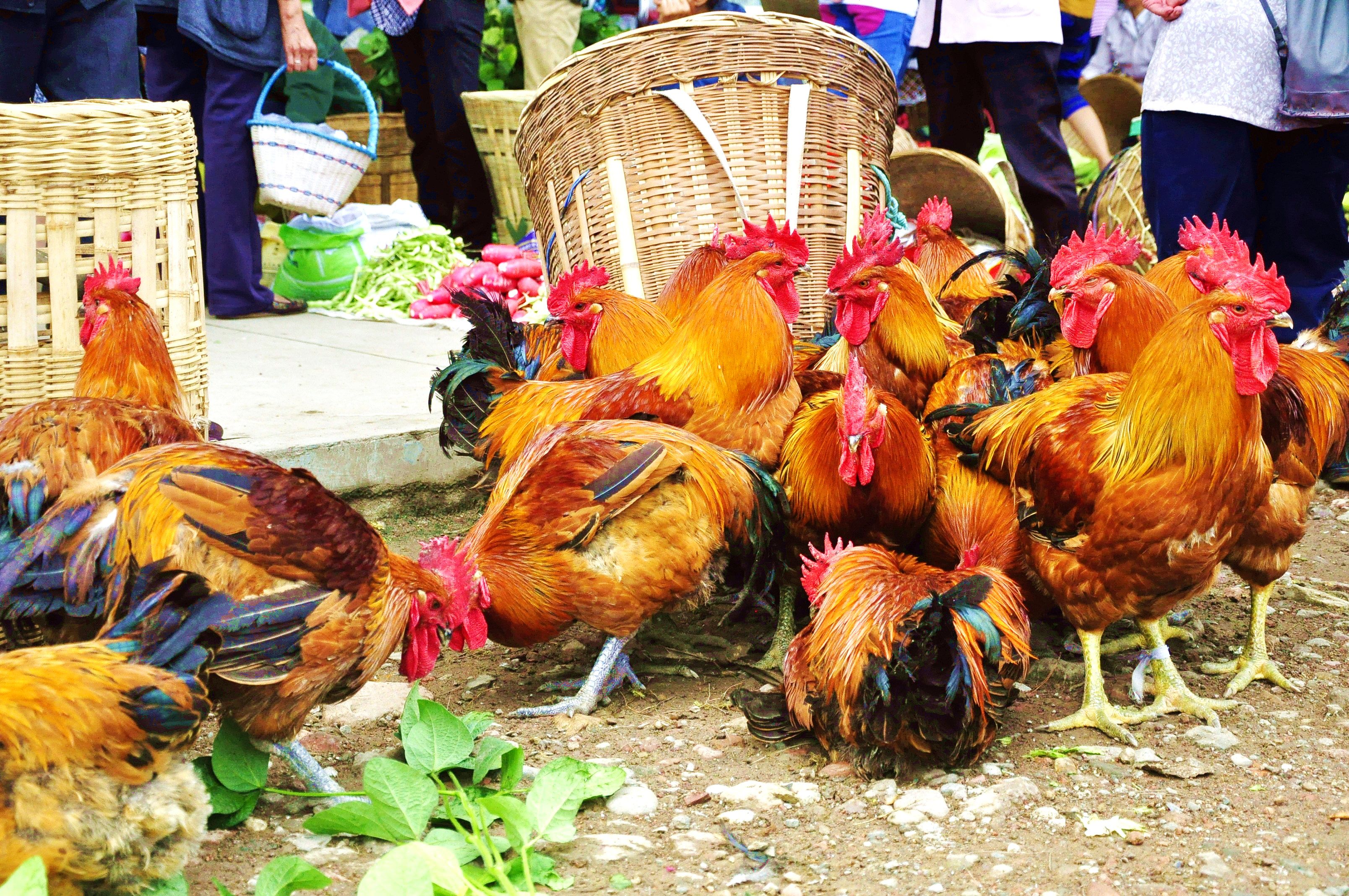 棒棒鸡传奇完整版视频,棒棒鸡传奇1