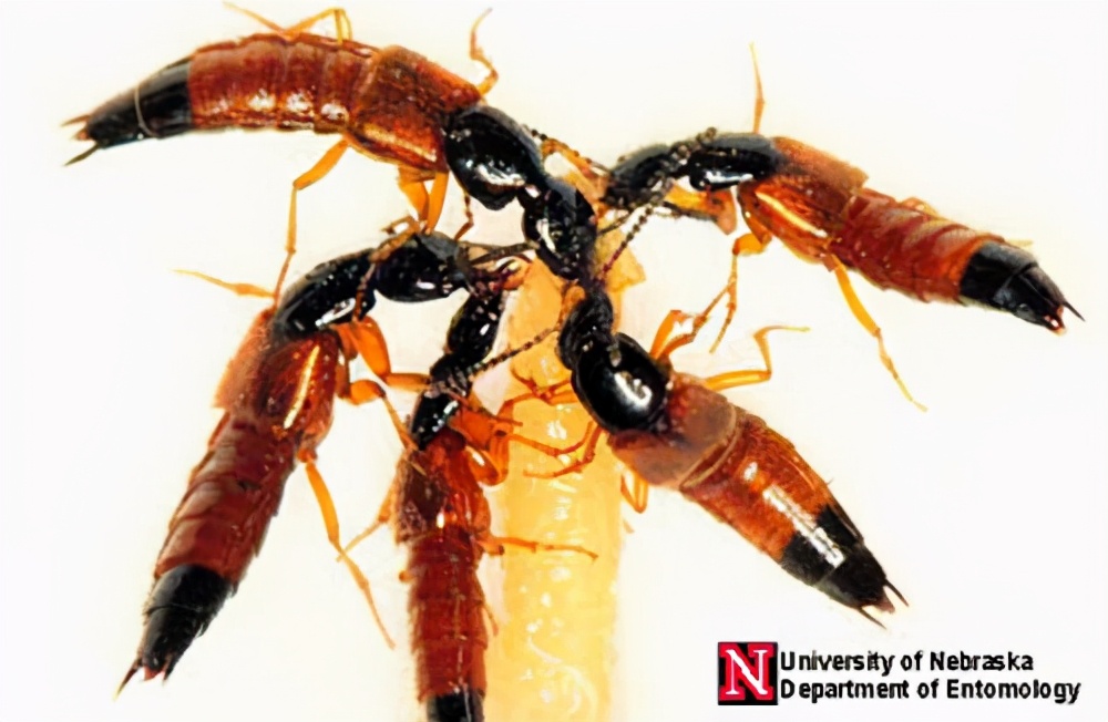 男孩被蚂蚁吓死,蚂蝗寄生在五岁男孩身体里一年