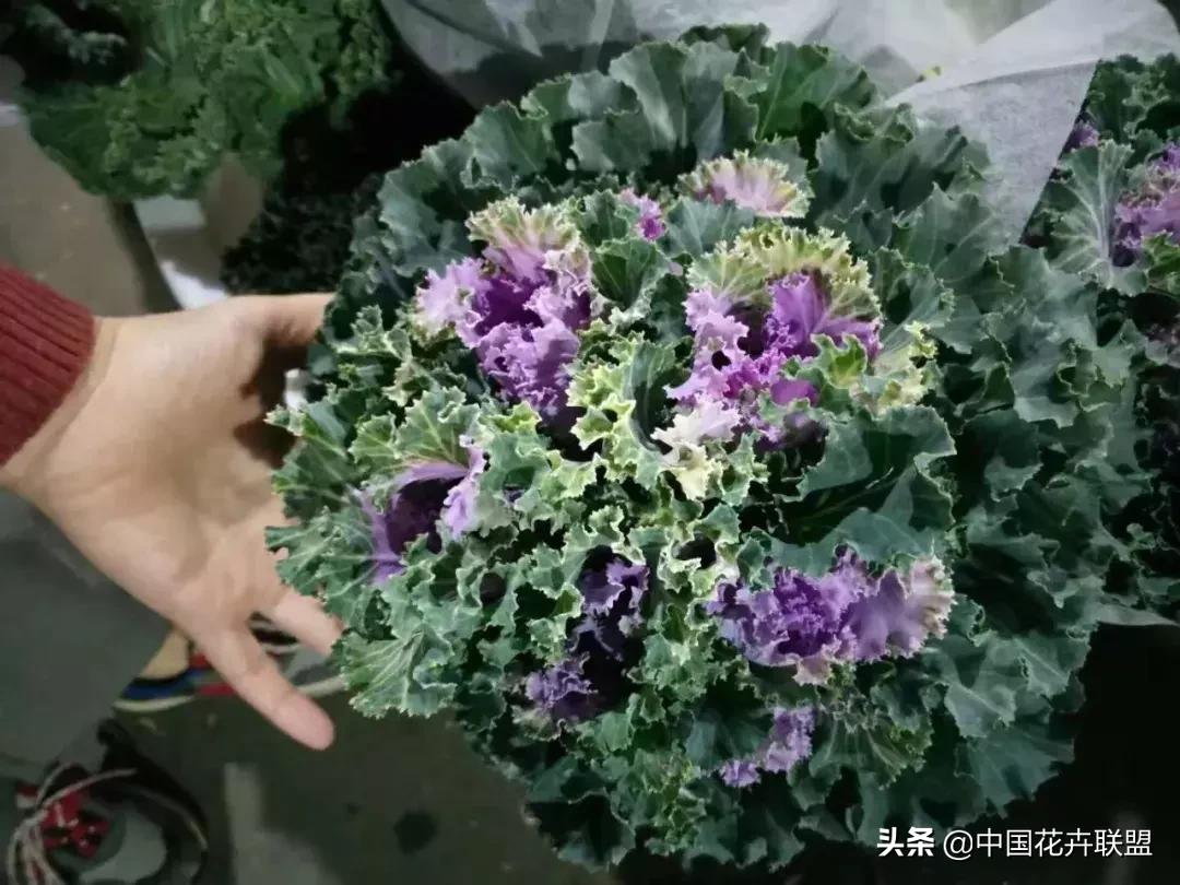 春天花市有哪些花材,便宜又大把的花材有哪些