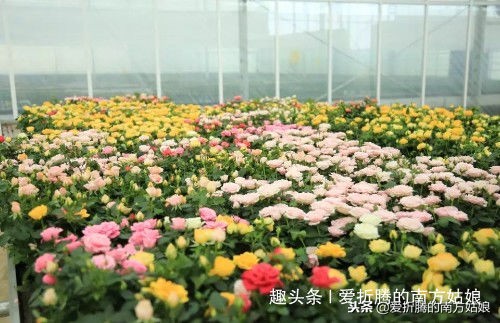 有一种自豪叫我是中国人歌曲,有一种骄傲和自豪叫做我是中国人