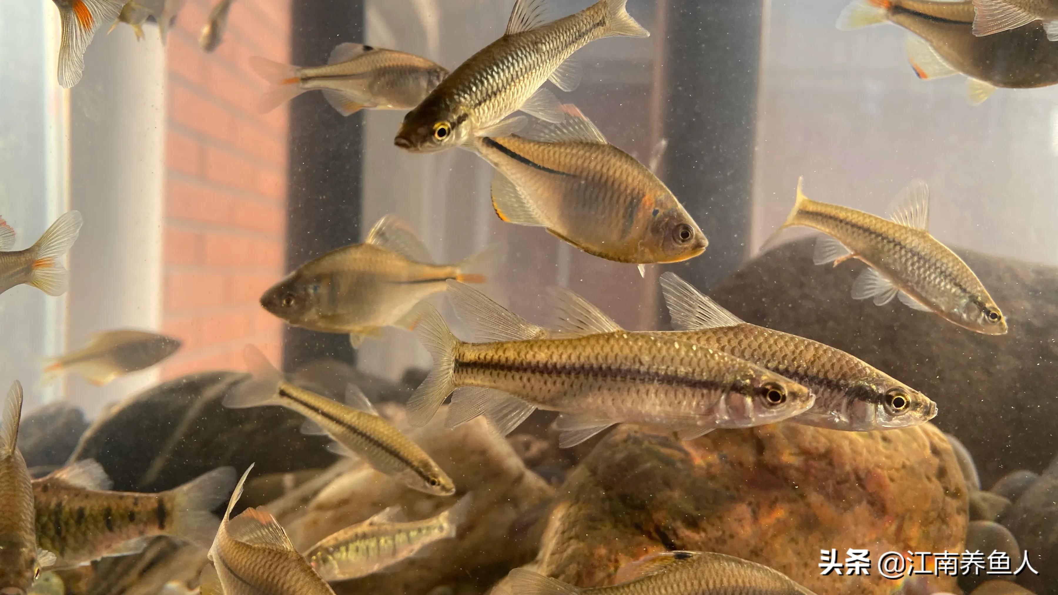 如何正确清理鱼缸里的藻类,鱼缸藻类的一些基础治疗方法