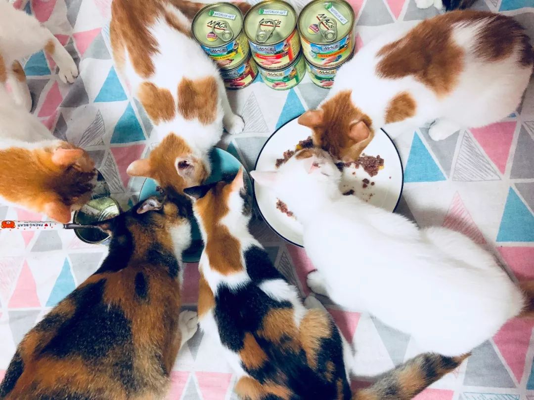 德国进口猫咪罐头,德国小李子猫咪主食罐头测评