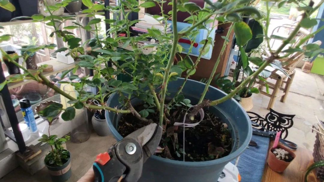 如何对盆景进行正确的修剪,盆景修剪造型入门视频