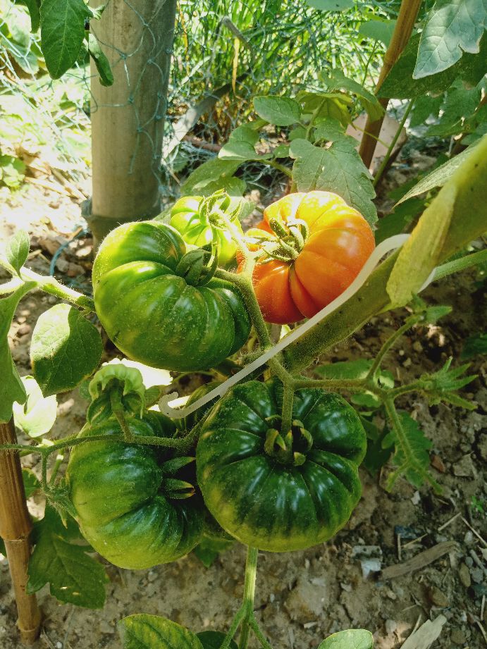 樱桃番茄最好的颜色,樱桃番茄挑选