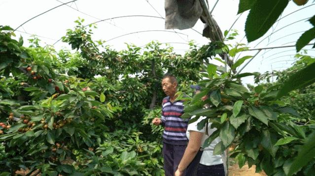 大连曹家地大樱桃,大连曹家地村的樱桃