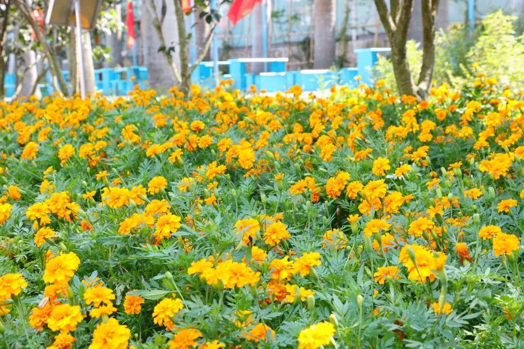 南沙葵园花海景区,广州南沙万顷葵园最佳旅游时间