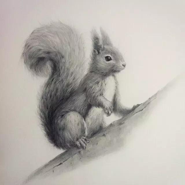 好看的动物素描,一看就会的动物素描