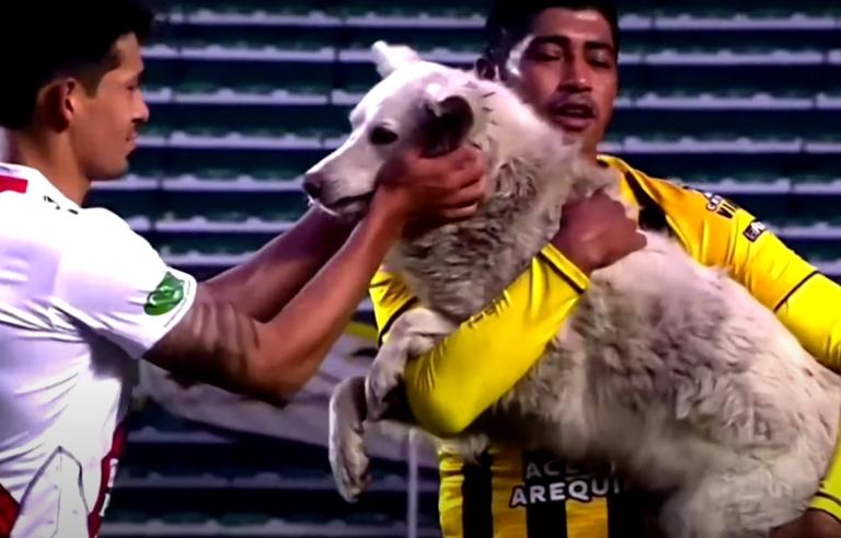 流浪狗干扰足球比赛,流浪狗误入运动会