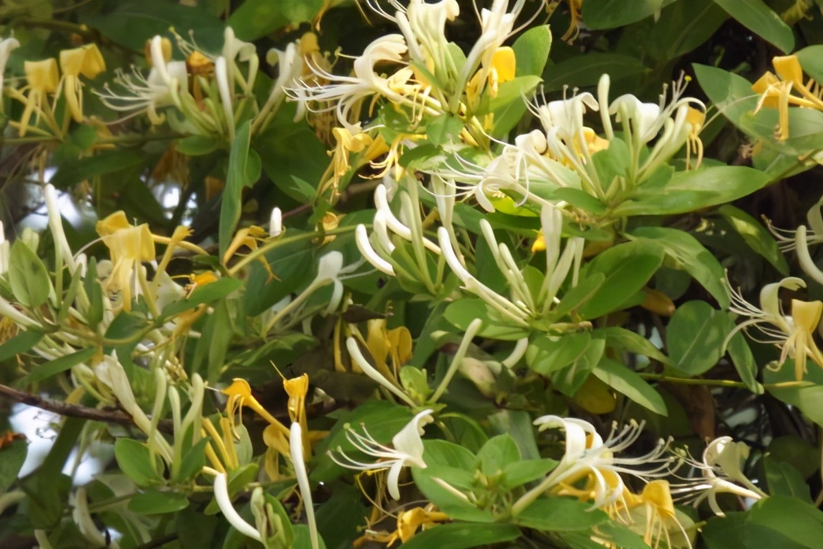 世界上最好吃的水果盆栽,世界上最好吃的花排名