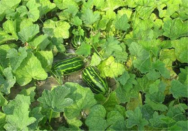 菜瓜种植病害,黄瓜菜瓜病虫害怎么防治