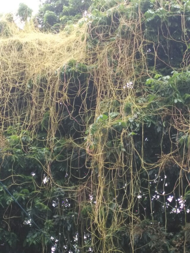 菟丝子的简介,菟丝子的民间叫法