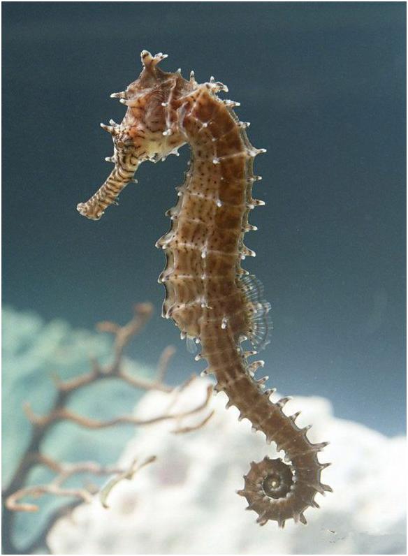 看图识海鲜，这些水产海鲜你都认识吗？