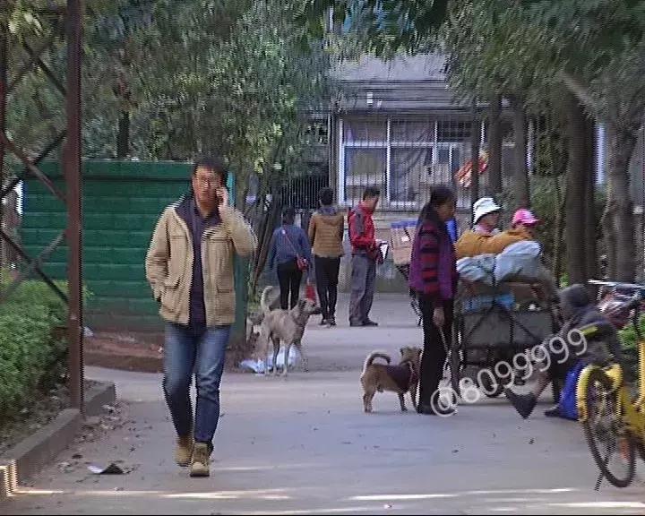 办了狗证有什么权利,狗证是一年一办吗