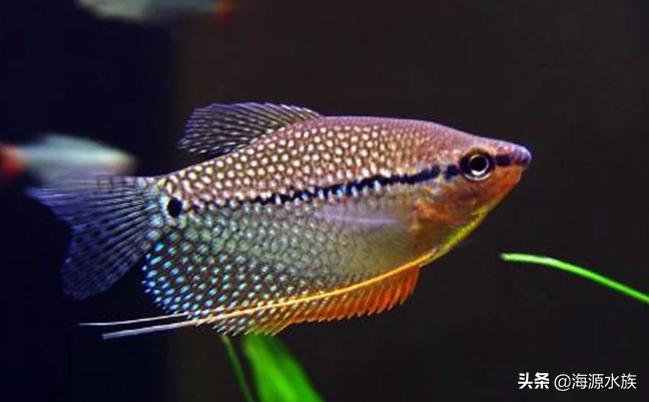 什么鱼适合新手来养呢？我来为你一一道来