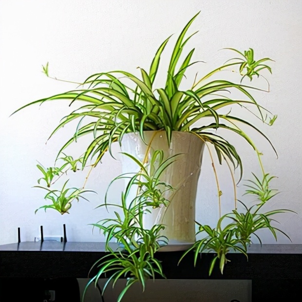 最耐阴不需要阳光的植物室外,喜阴怕阳光非常好养的盆栽大全