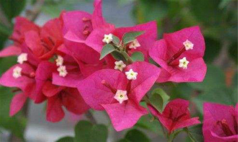 最好养的花冻不死,这6种花赶紧养天热就能观赏