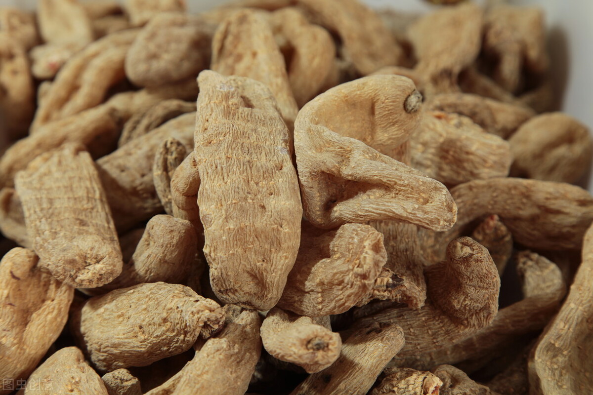 天麻为何被称为定风草,天麻和定风草一样吗