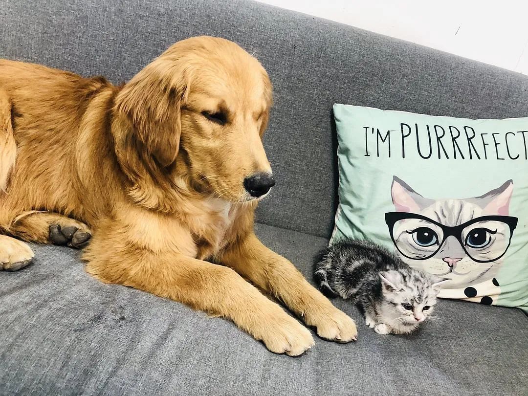 为啥金毛性格温顺,金毛的优缺点及性格介绍