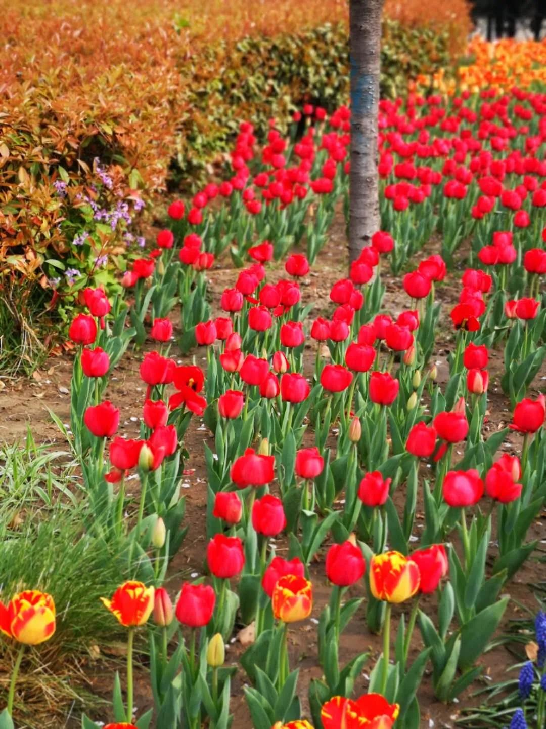 郑州暂停开放全市旅游景区,郑州正在建设的旅游景区