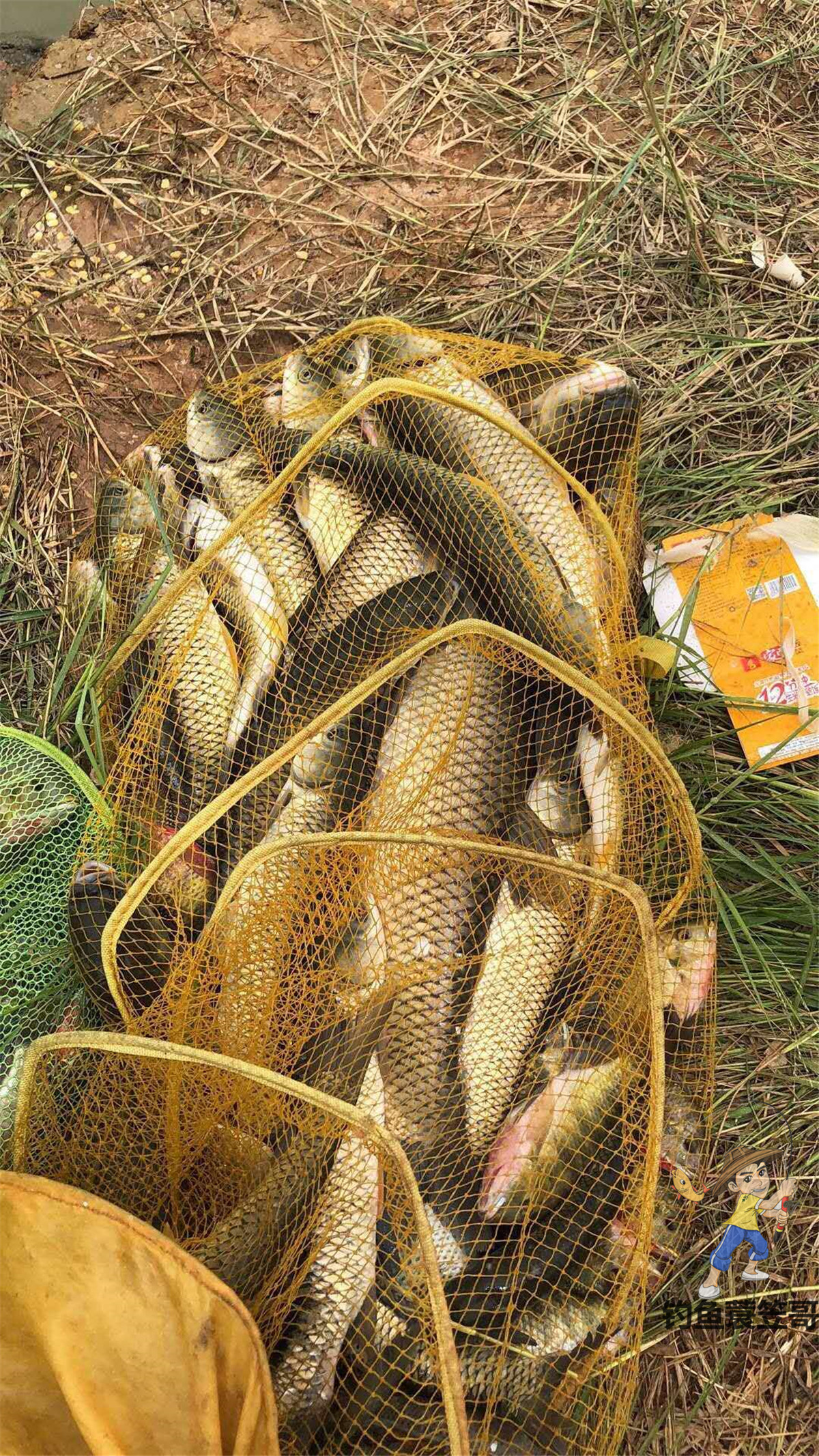 老坛玉米怎么挂钩容易中鱼,玉米钓鱼什么挂法最实用