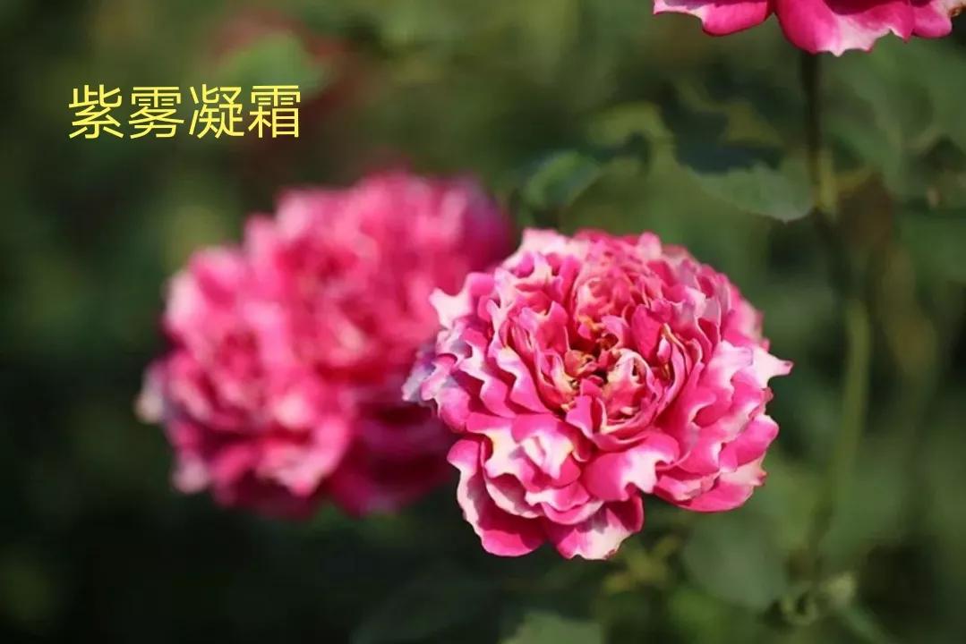 适合做切花的月季品种,十大公认最好切花月季