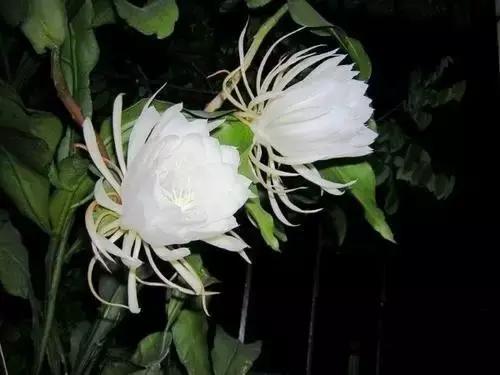 我国很多成语与植物有关,汉语成语中的植物文化