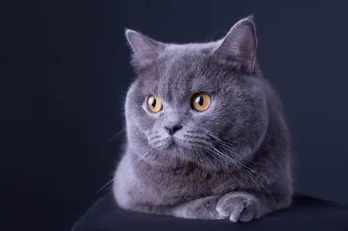 蓝猫上火买什么药,蓝猫总是上火怎么办