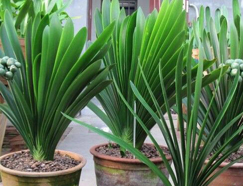 君子兰的繁殖方法怎么栽,君子兰如何繁殖才能长得更高