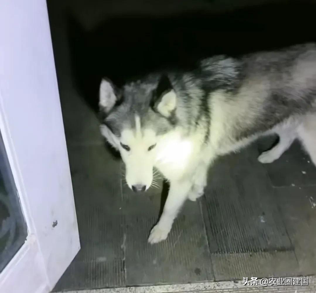 夜里狗狂吠不止,狗狗半夜狂吠不止主人不理