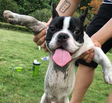 法斗犬对主人使坏,处理法斗犬