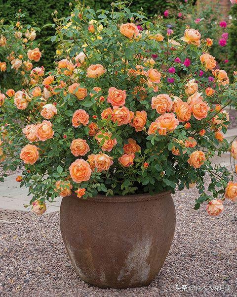月季花苗怎么种不活,月季盆栽的种植方法和注意事项
