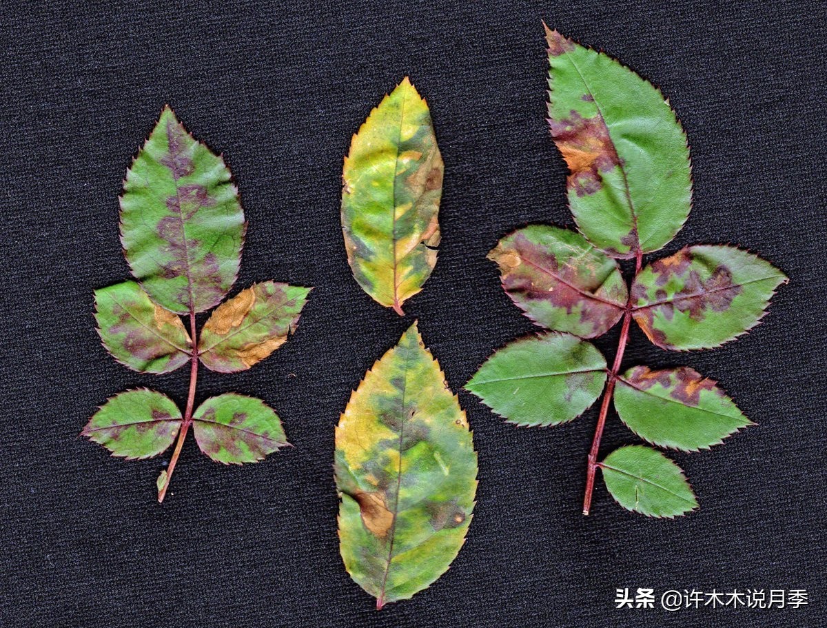 月季叶子枯萎怎么修剪,月季灰霉