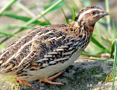 鹌鹑养殖投资计算,鹌鹑的养殖成本及利润率是多少呢