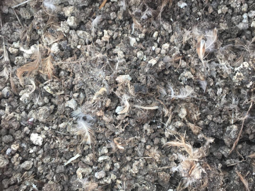 西沙东岛野牛群是从哪里来的,西沙东岛有多少野牛