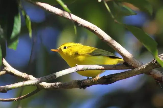 海南海里的特产动物,海南特有的珍稀动物
