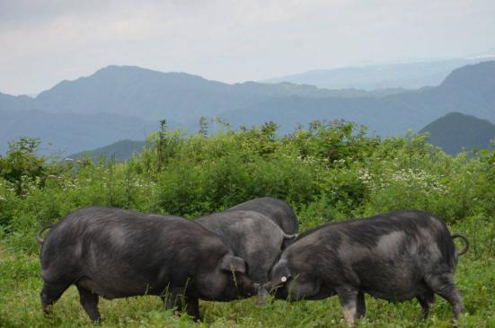 吃黑猪肉的好处和害处,黑猪肉的营养功效与作用
