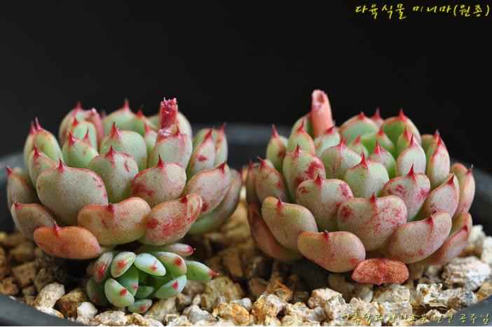 多肉公主艺术造型,韩国画多肉的女孩