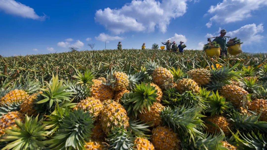 落实习*平近**总书记指示要求·调研记｜城乡融合，再造一个新广东