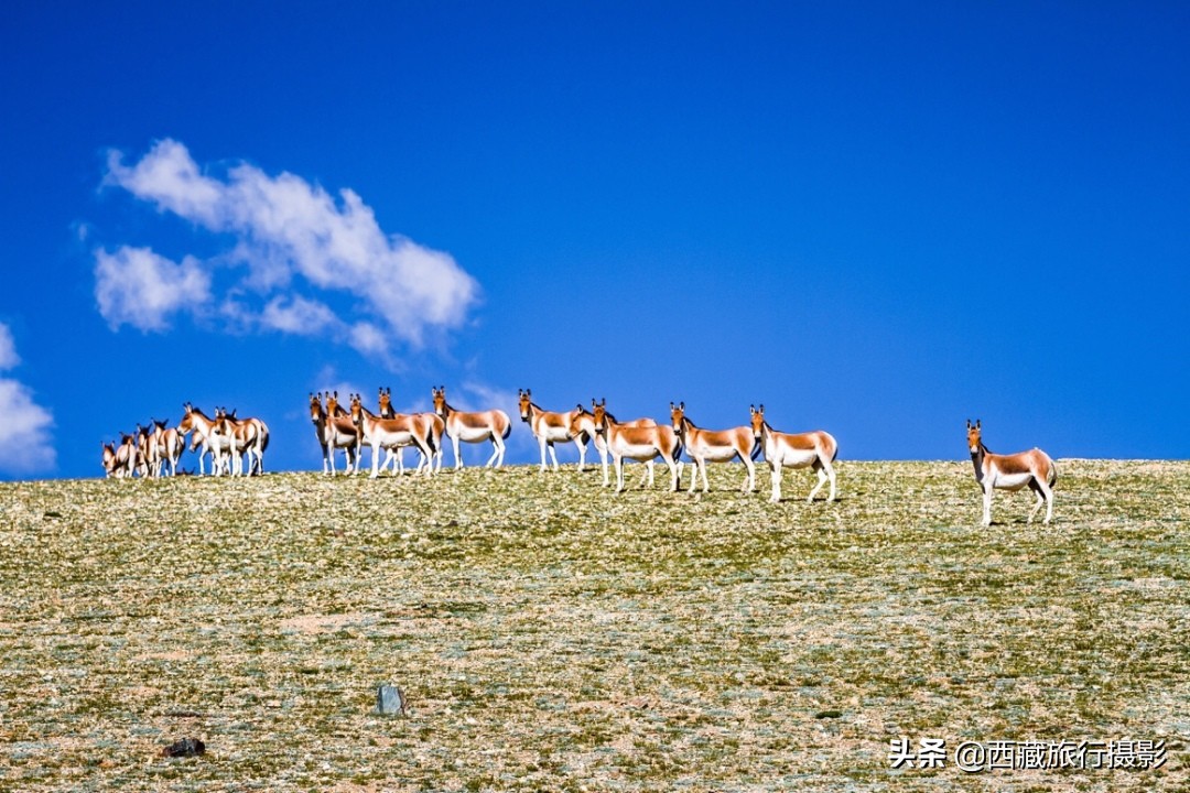 西藏最美的风景阿里环线,川藏线最美的十大打卡景点