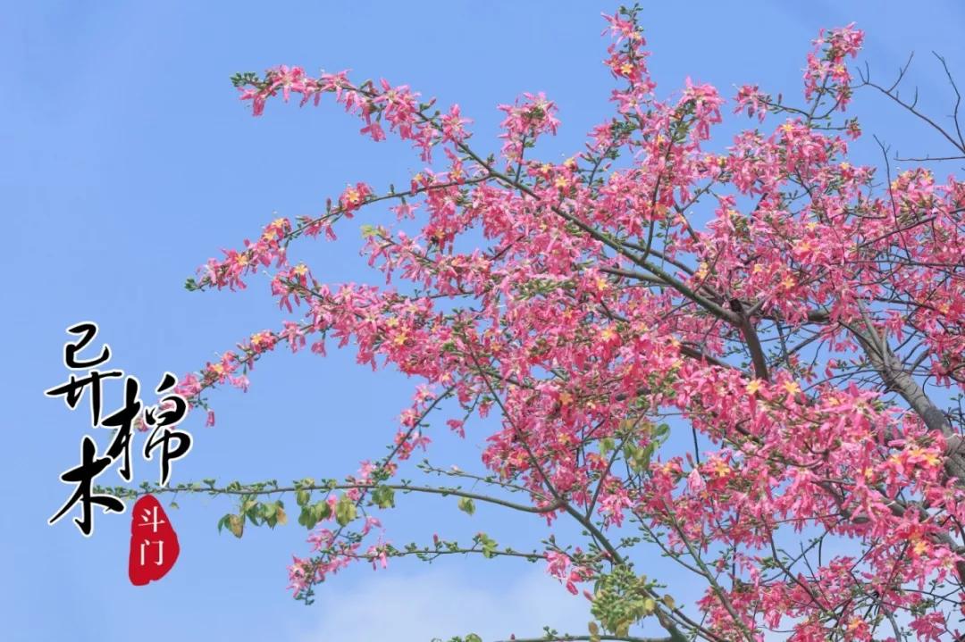 2020美到窒息！珠海的冬天，美炸了