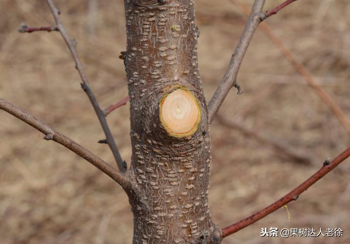 图说果树,自由纺锤形果树整形修剪视频