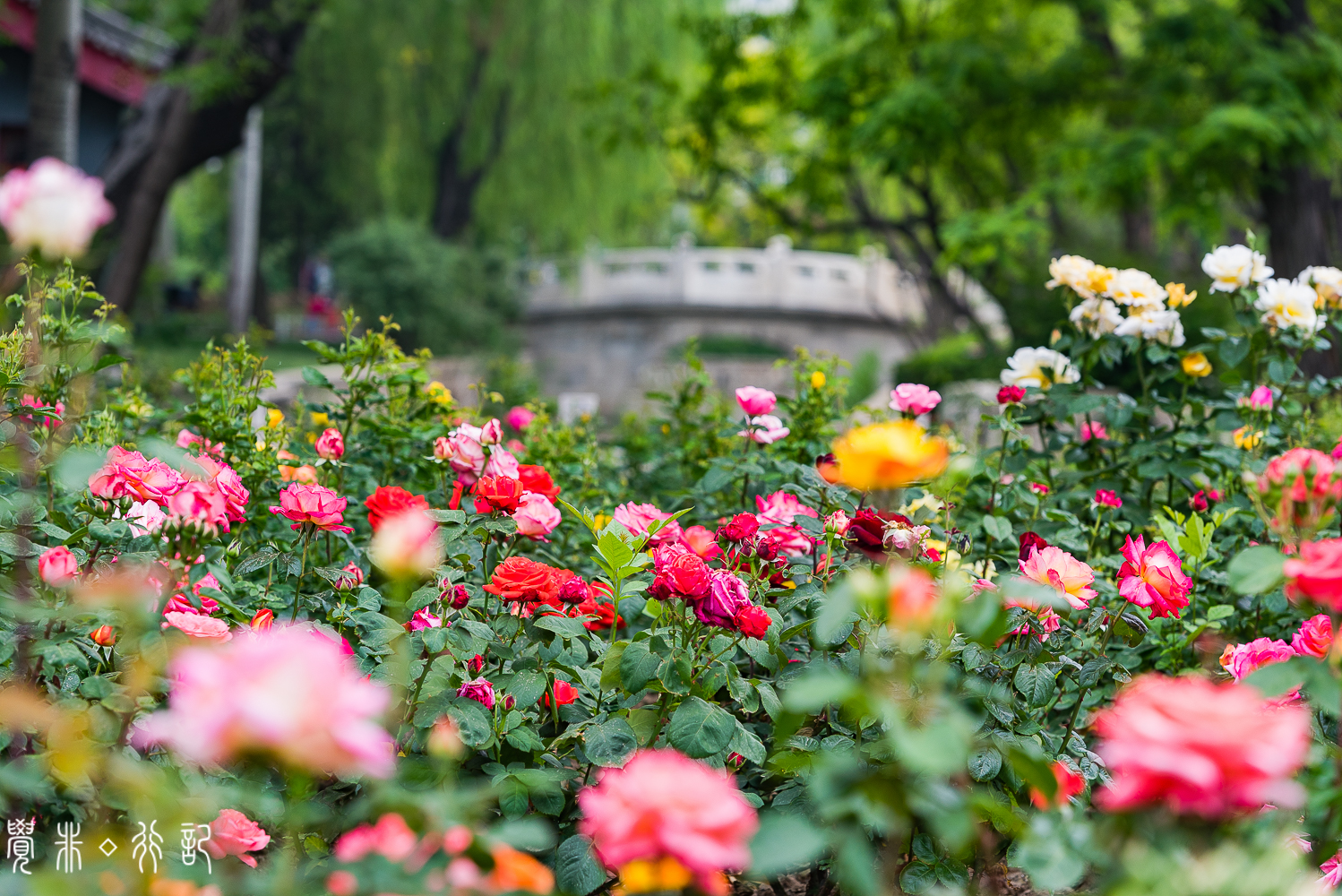 月季花中国特有品种,从中国运到欧洲的四种月季