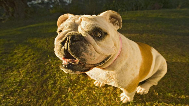 狗狗突然不吃狗粮怎么解决,狗狗突然不吃任何狗粮怎么回事