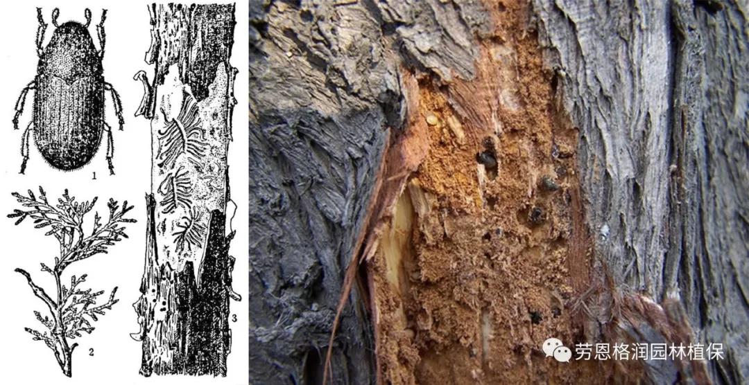 钻蛀性害虫防治最佳时期,园林常见鳞翅目害虫防治技术图片