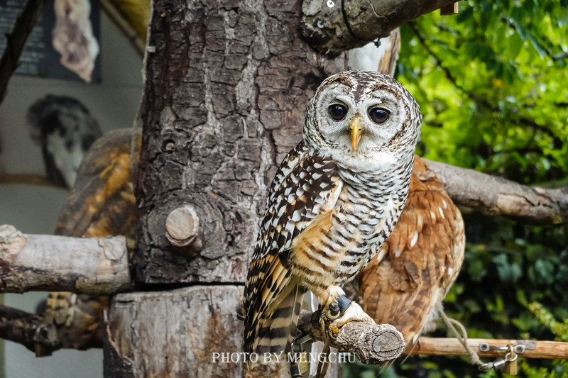 鐚ご楣板悏鍗滃姏骞绘兂,鏃ユ湰鐚挭绔ヨ瘽灏忛晣