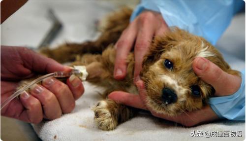 细小病是不是需要给狗狗喂消炎药,狗狗细小病用什么方法治疗最快