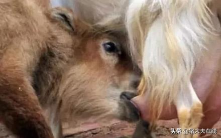 怎样预防母羊乳房炎,母羊乳房炎症状是啥